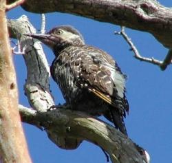 Figura 15.jpg (13001 bytes)